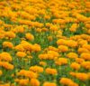 TIPS DAN TRIK CARA MENANAM BUNGA MARIGOLD