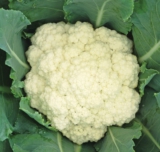 Untung banyak, Begini Cara Menanam Kembang Kol Hibrida Larissa F1 Agar Panennya Melimpah