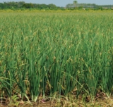 2 Cara Menanam Bawang Daun yang Dapat Dipraktekkan di Rumah dengan Mudah