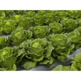 TIPS DAN TRIK CARA SUKSES MENANAM SAWI PUTIH HIBRIDA LEONY F1 DENGAN MUDAH